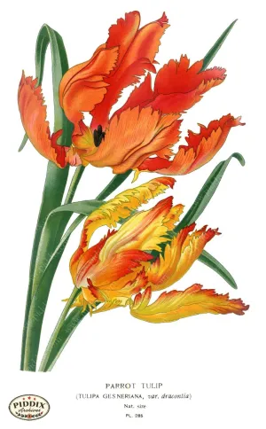 PDXC4128 -- Flowers