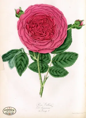 PDXC5236 -- Flowers