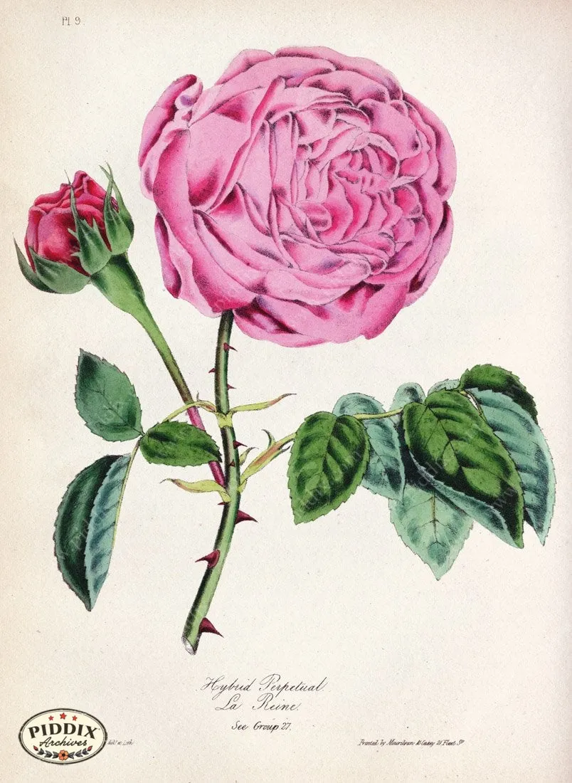 PDXC5243 -- Roses