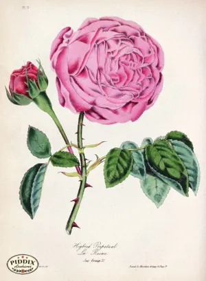 PDXC5243 -- Roses