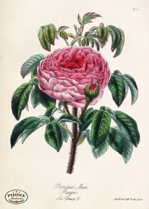 PDXC5245 -- Roses