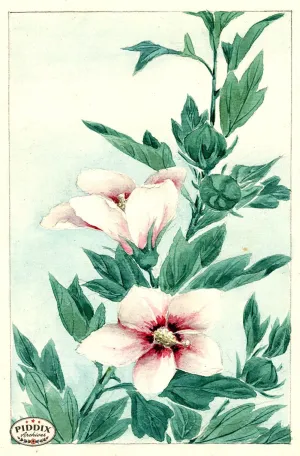 PDXC5500  -- Vintage Watercolor Florals