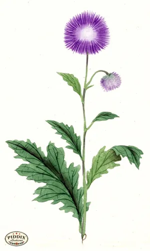 PDXC5511  -- Japanese Watercolors