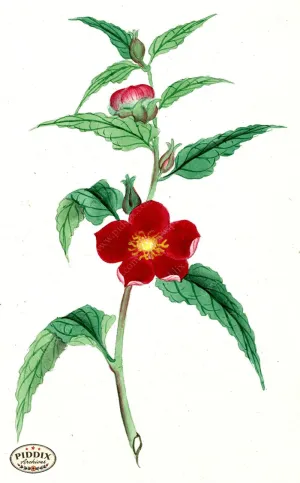 PDXC5513  -- Japanese Watercolors