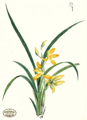 PDXC5515  -- Japanese Watercolors