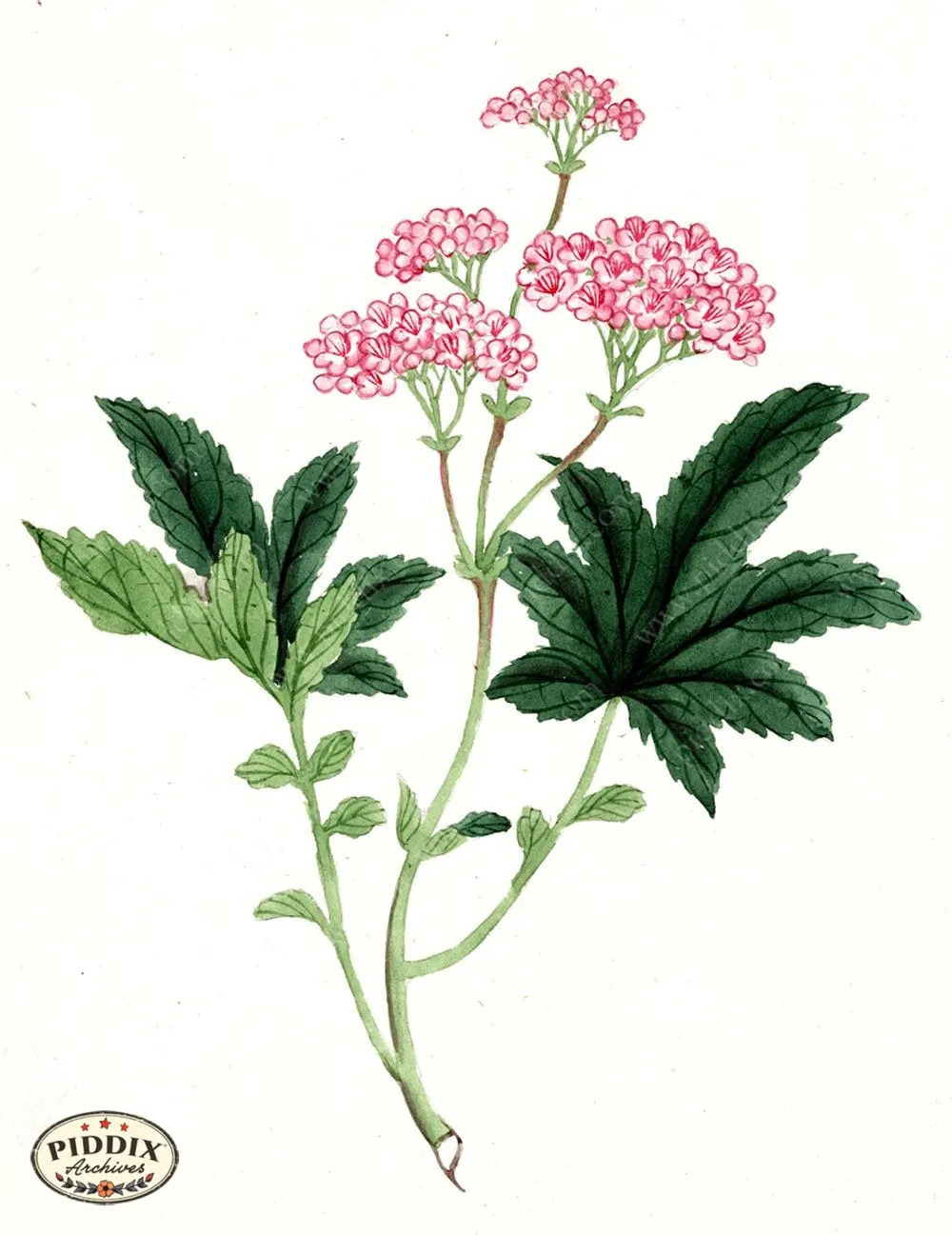 PDXC5517  -- Japanese Watercolors