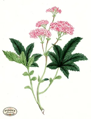PDXC5517  -- Japanese Watercolors