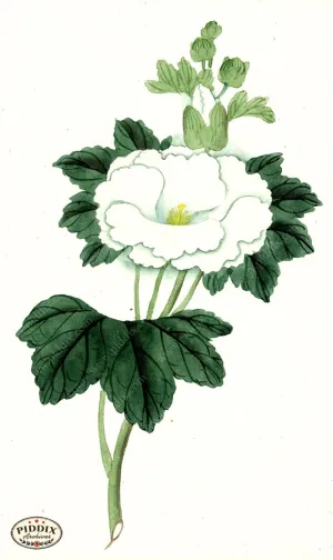 PDXC5521  -- Japanese Watercolors