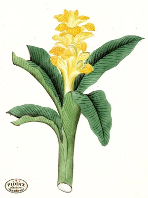 PDXC5522  -- Japanese Watercolors