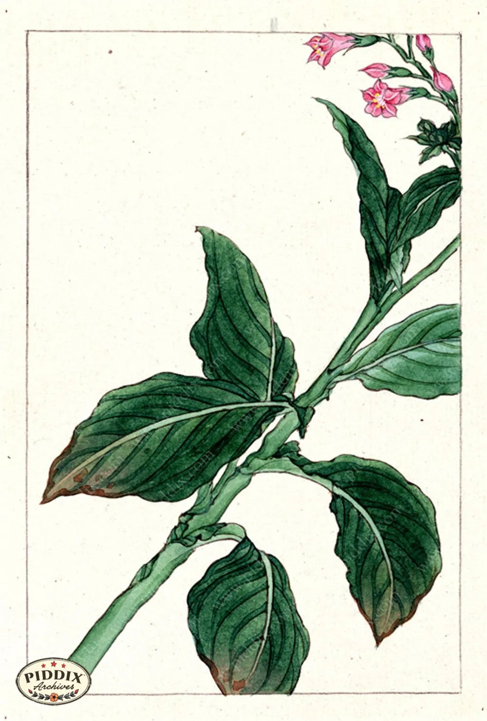 PDXC5532  -- Japanese Watercolors