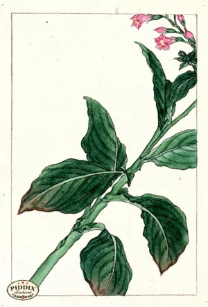 PDXC5532  -- Japanese Watercolors