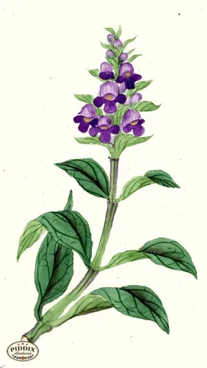 PDXC5533  -- Japanese Watercolors