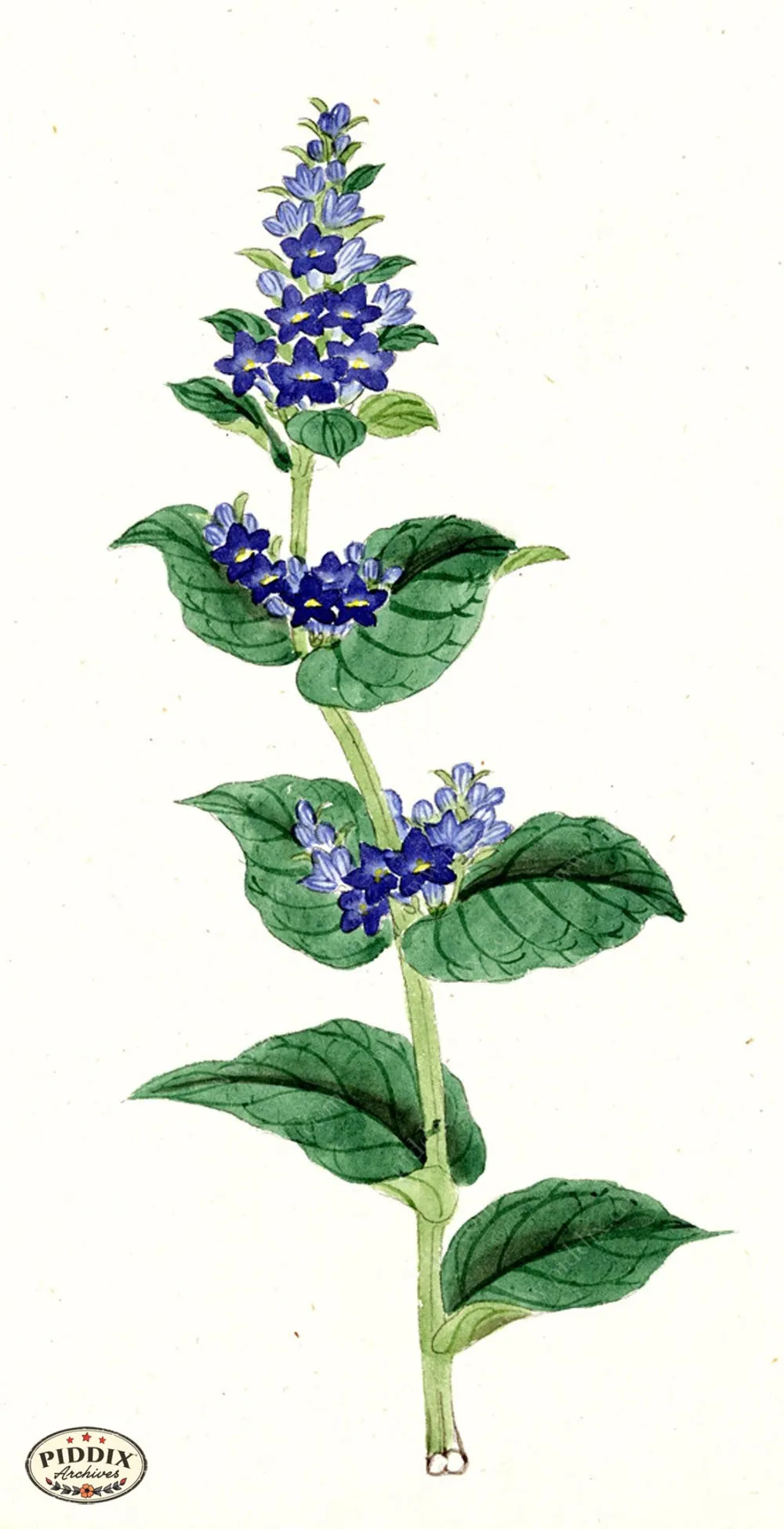 PDXC5536  -- Japanese Watercolors