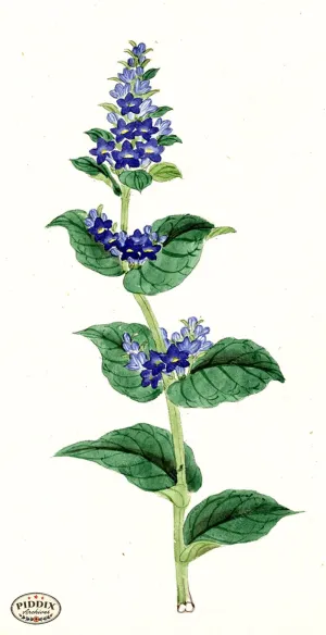 PDXC5536  -- Japanese Watercolors