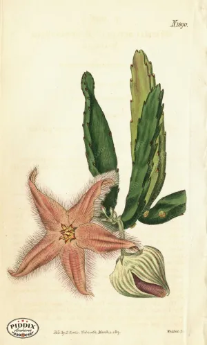 PDXC5686 -- Flowers