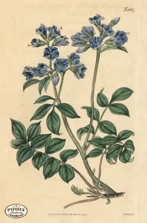 PDXC5689 -- Flowers