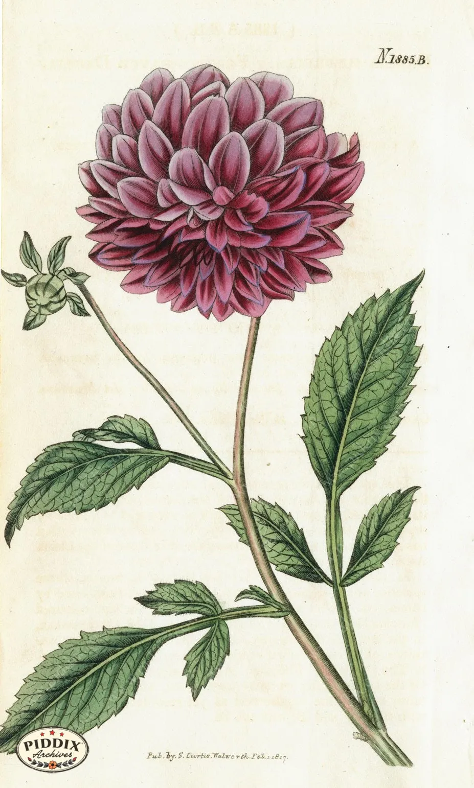 PDXC5691 -- Flowers