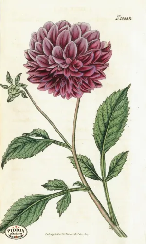 PDXC5691 -- Flowers