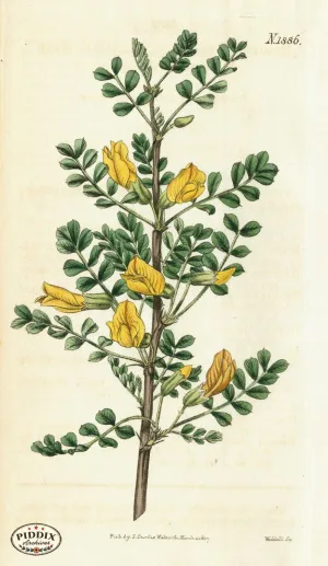 PDXC5693 -- Flowers