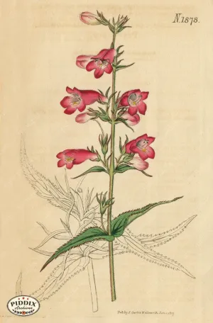 PDXC5698 -- Flowers