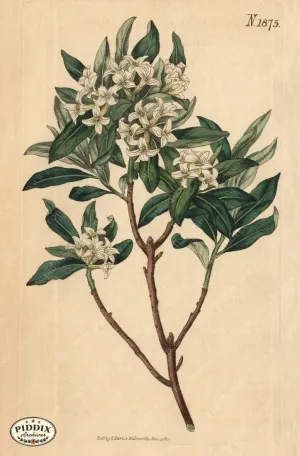 PDXC5703 -- Flowers