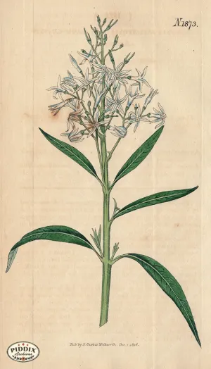 PDXC5707 -- Flowers