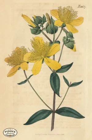PDXC5710 -- Flowers