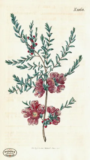 PDXC5711 -- Flowers