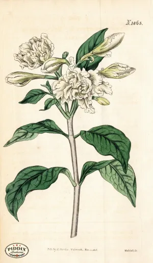 PDXC5714 -- Flowers