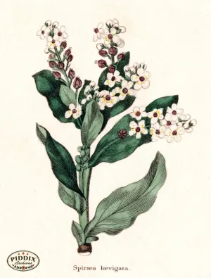 PDXC5716 -- Flowers