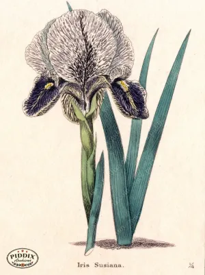 PDXC5717 -- Flowers