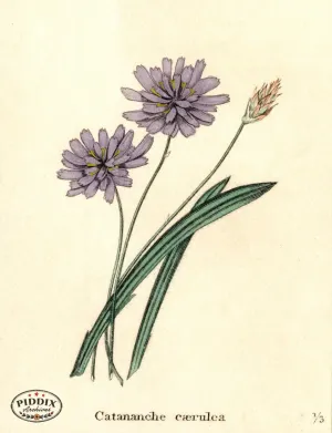PDXC5720 -- Flowers