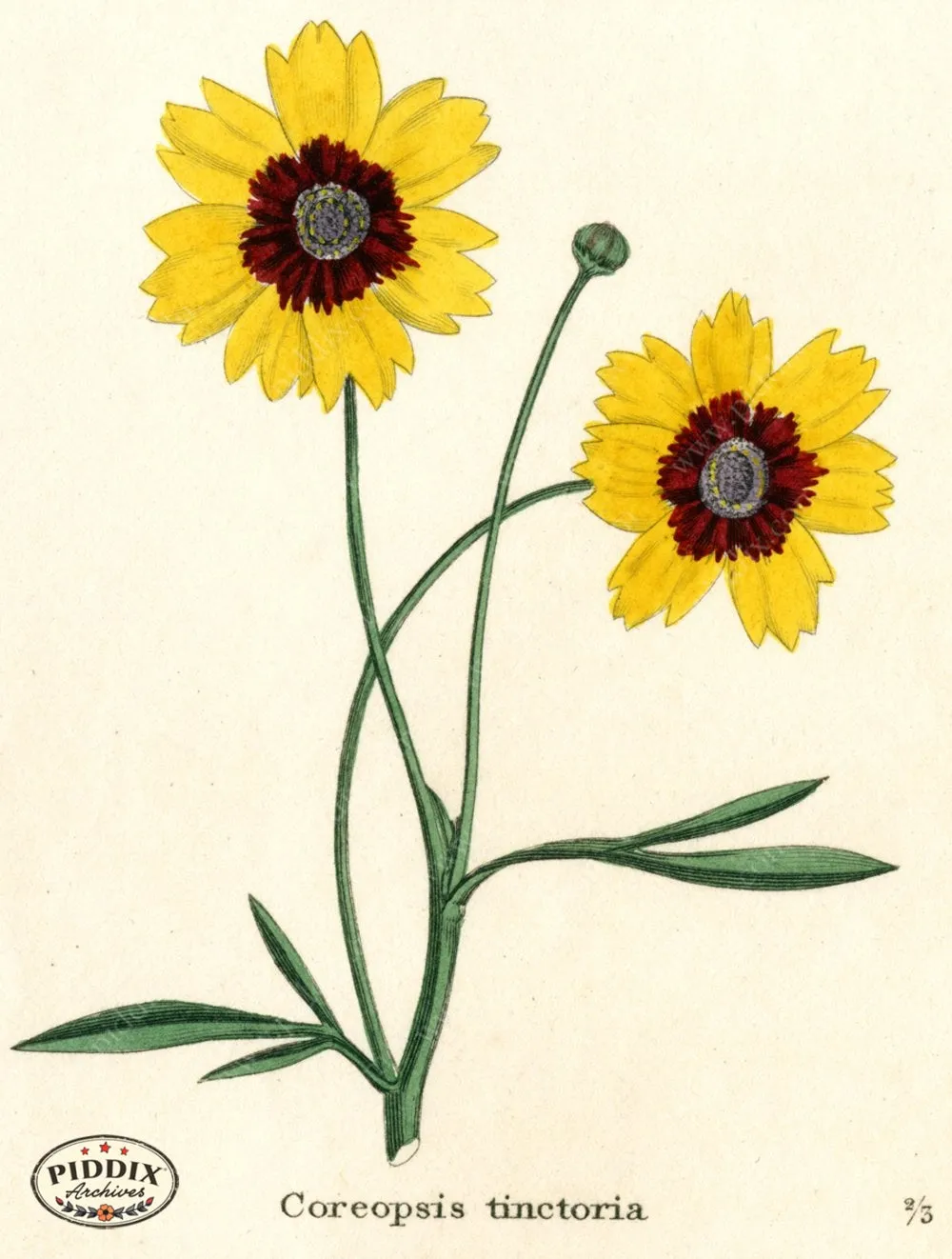 PDXC5723 -- Flowers