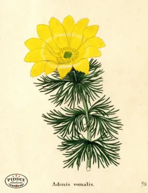 PDXC5724 -- Flowers