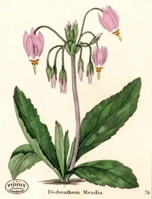 PDXC5727 -- Flowers