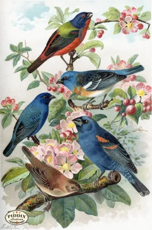 PDXC5990 -- Birds