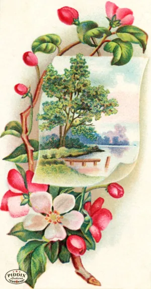 PDXC7512 -- Flower Cards Apple Blossoms