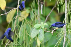 Purple Honeycreepers working out their dominance issues.