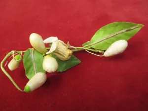 Vintage 20s waxed millinery flowers